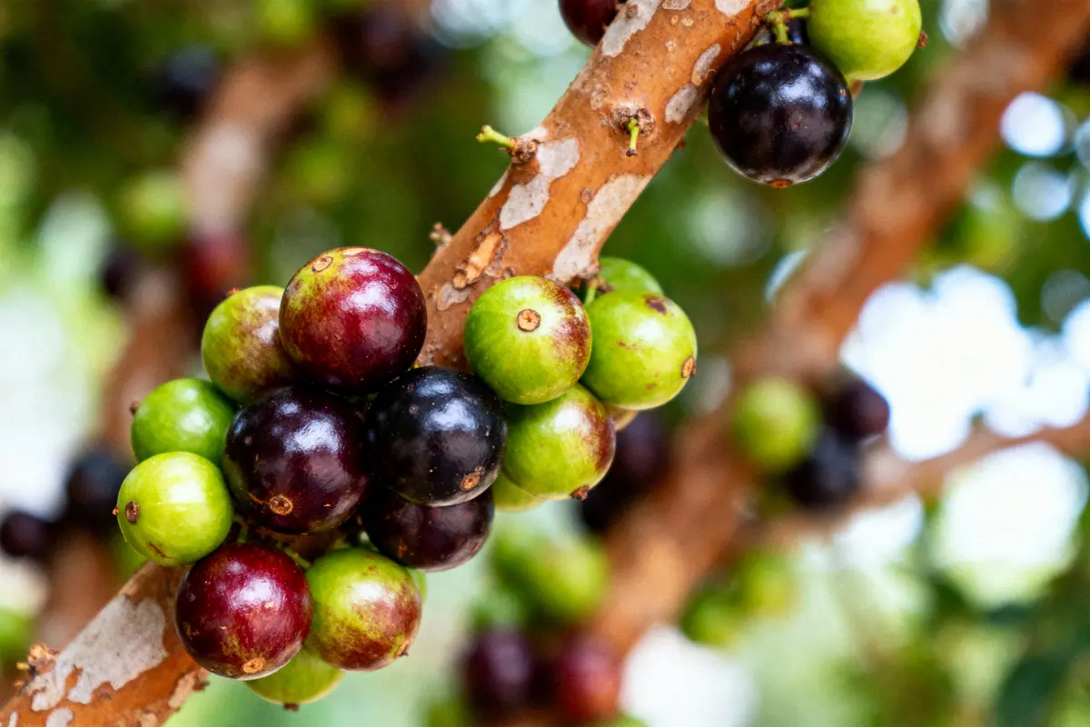 Fruits colorés, noirs et verts, sur une branche d'arbre avec arrière-plan flou, lumière naturelle.